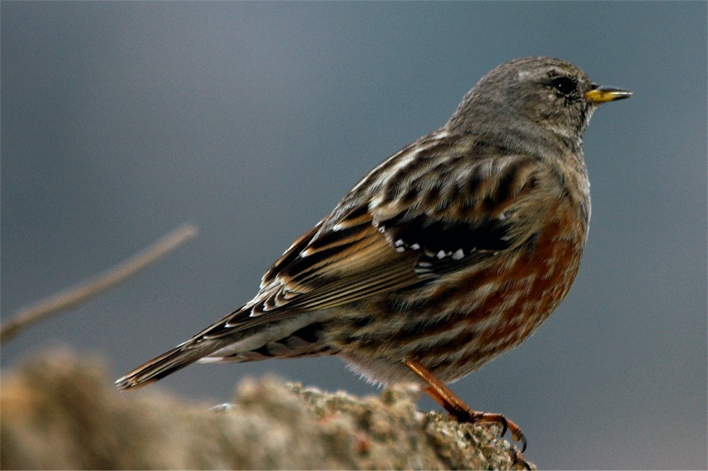 Sordone - Prunella collaris